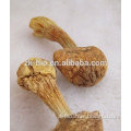 High quality organic Agaricus Blazei Mushroom Extract